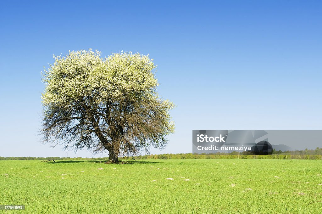 Albero in fiore - Foto stock royalty-free di Albero