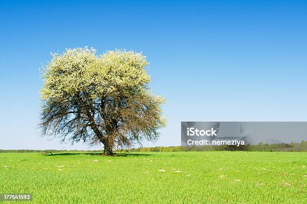 Albero In Fiore - Fotografie stock e altre immagini di Albero - Albero, Ambientazione esterna, Ambientazione tranquilla