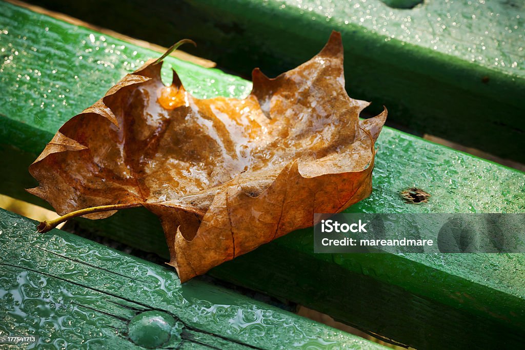 осень - Стоковые фото Оконные жалюзи роялти-фри