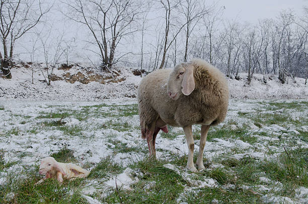 istock Sheep with her lamb newborn 177541958