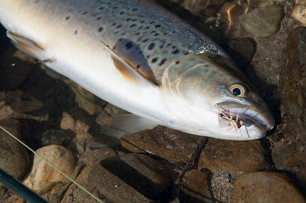 フライフィッシングで釣ったブラウントラウト - fly fishing trout brown trout fishing imagens e fotografias de stock