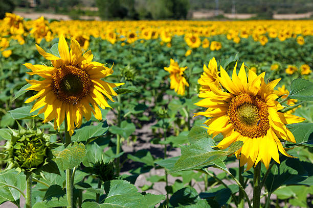 sunflowers, villarcayo, merindades - villarcayo sunny landscapes nature imagens e fotografias de stock