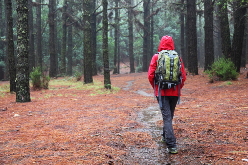 Hiking in rain. Hiker walking on pine forest path on rainy day wearing raincoat See more: