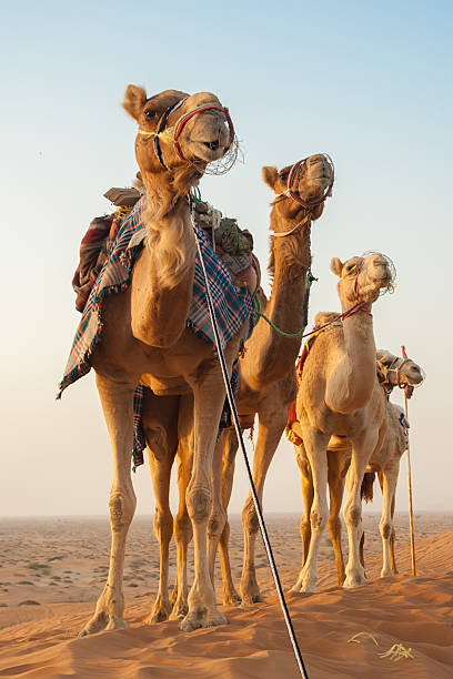 cammelli nel deserto - camel desert travel safari foto e immagini stock