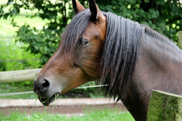 closeup of a beautiful dark brown horse stock photo