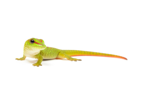 Leopard gecko living inside of a terrarium. Animal behaviour : hunting gecko, Looking over the grasshopper.