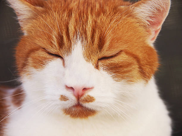 gato vermelho e branco, dormir, close-up - schlafend imagens e fotografias de stock