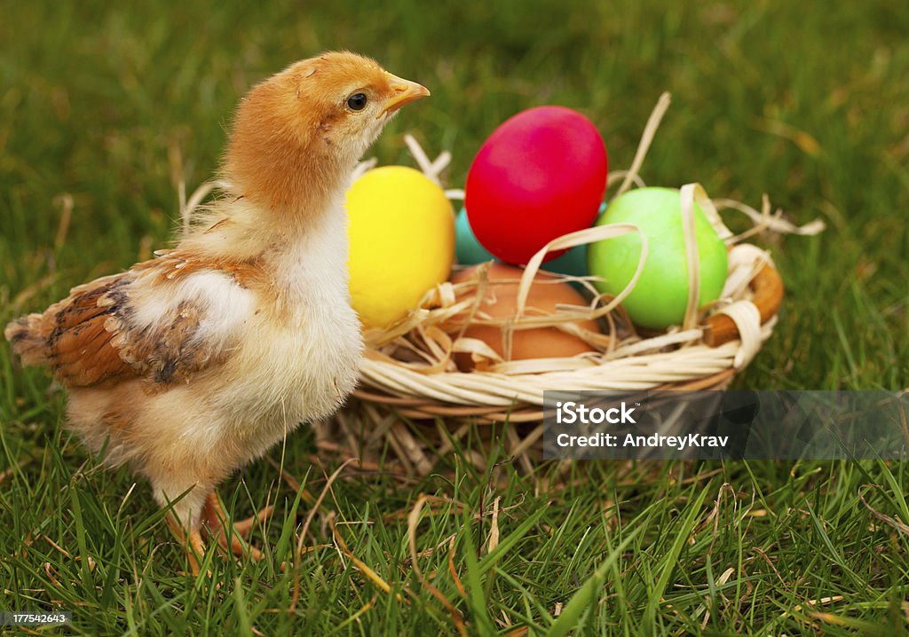 Pequeno bebê galinhas com ovos de Páscoa coloridos - Foto de stock de Animal royalty-free