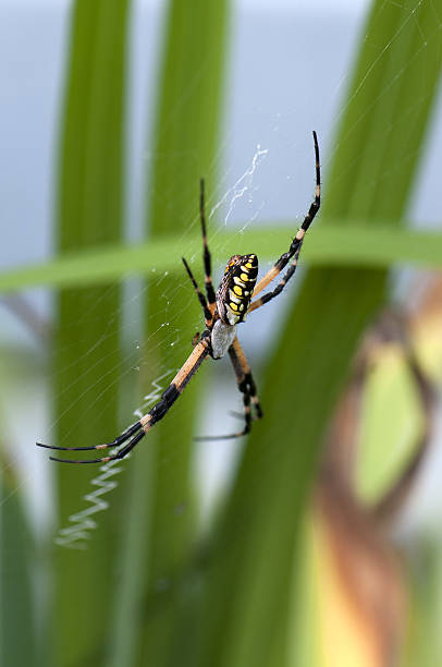 Sc Writing Spider Writing Spider Stock Photos, Pictures & Royalty-Free Images - iStock