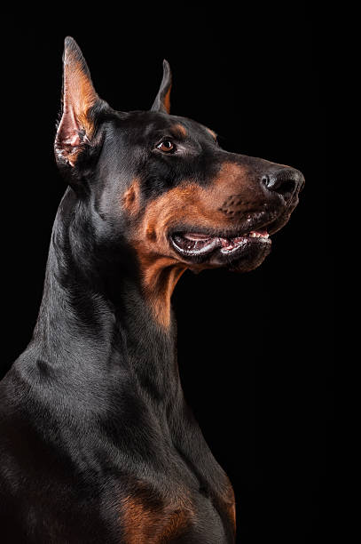 Doberman Pinscher-guard dog Studio shot of Doberman Pinscher isolated on black background.Brave guardian loyal to his owners! animal lips photos stock pictures, royalty-free photos & images
