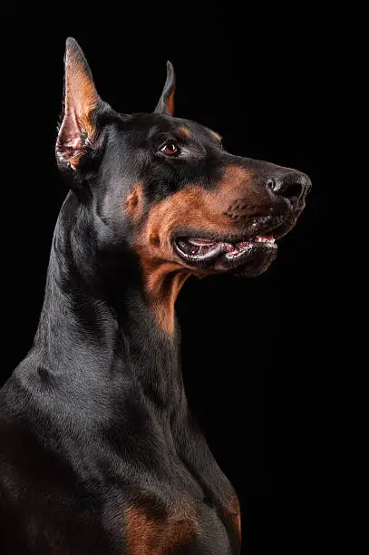 Studio shot of Doberman Pinscher isolated on black background.Brave guardian loyal to his owners!