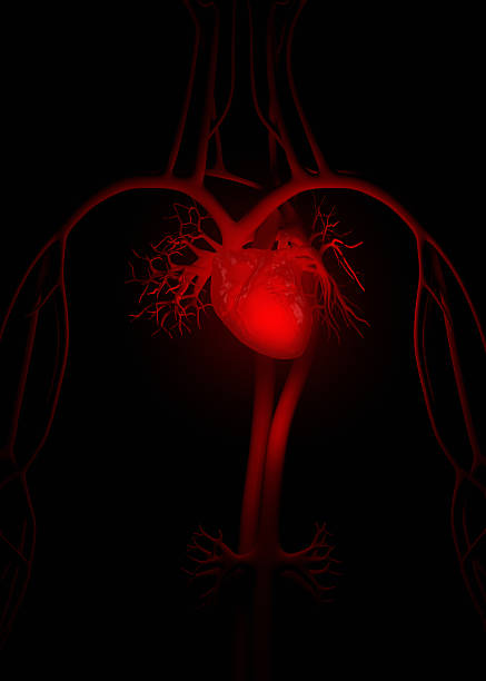 anatomie cœur rouge - septum interventriculaire photos et images de collection