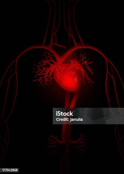 Czerwone Serca Anatomia - zdjęcia stockowe i więcej obrazów Krążenie krwi - Krążenie krwi, Krążenie płucne, Anatomia człowieka