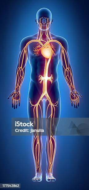 部位 Cilculatory システム - X線撮影のストックフォトや画像を多数ご用意 - X線撮影, イラストレーション, デジタル生成