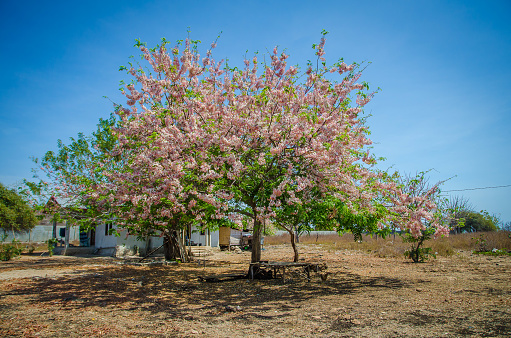 Sakura tree in Sumba Island, Indonesia