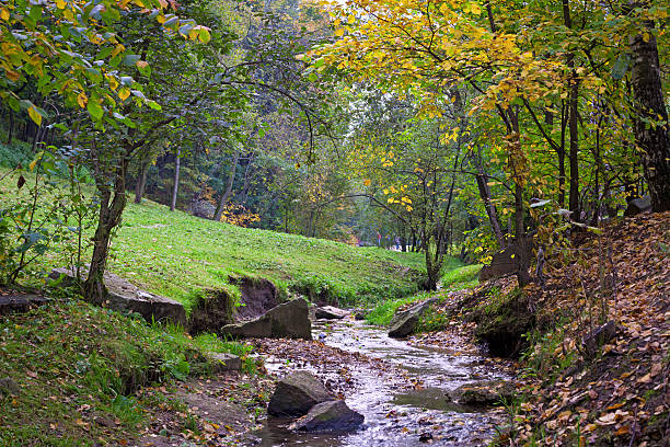 brook in the autumn park stock photo
