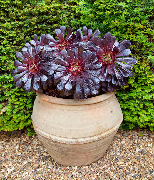 violet aeonium succulents - soboliferum photos et images de collection