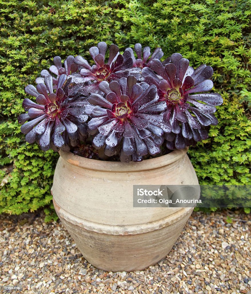 Purple Aeonium Succulent Purple Aeonium Succulent in pot outdoor Aeonium Stock Photo