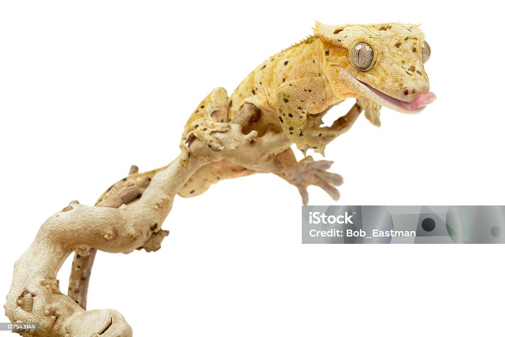 Gecko con cresta - Foto de stock de Amarillo - Color libre de derechos