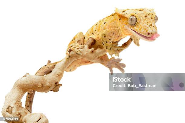 Gecko Con Cresta Foto de stock y más banco de imágenes de Amarillo - Color - Amarillo - Color, Animal, Con lunares