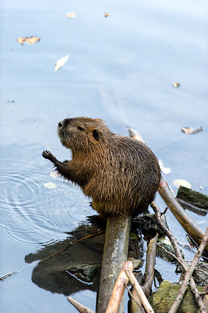 beaver de lavar - ripple nature water close to - fotografias e filmes do acervo