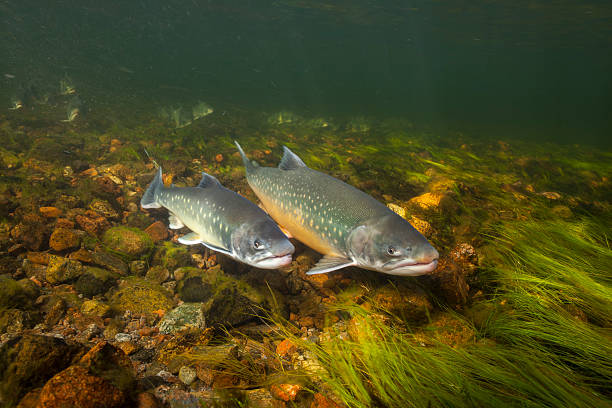 An arctic chars swimming in clear water river in Greenland "Underwater image of arctic chars (Salvelinus alpinus) in clear water river, Greenland" salmon underwater stock pictures, royalty-free photos & images