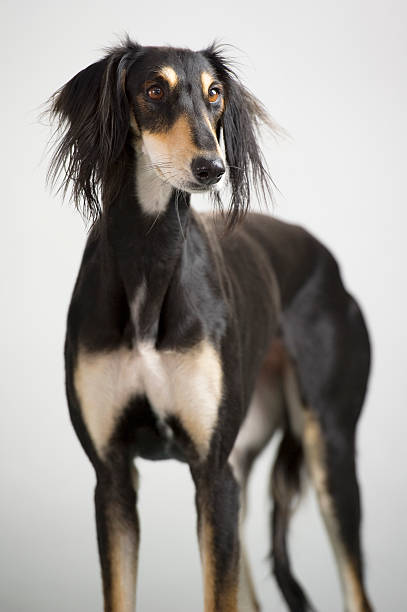 istock Persian greyhound, saluki breed posing 177543605