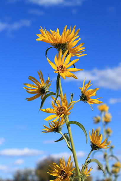 Wild sun flower against blue sky with patches of clouds stock photo