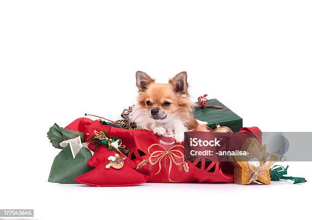 Foto de Chihuahua Retrato De Natal e mais fotos de stock de Animal - Animal, Branco, Caixa - Recipiente