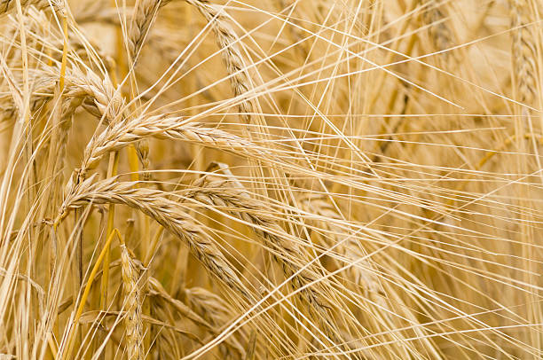 istock Hordeum distichon, barley, spikes 177543729