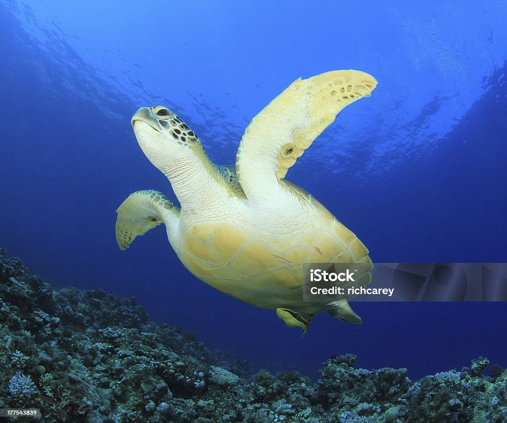 Tortue de mer - Photo de Animaux à l'état sauvage libre de droits