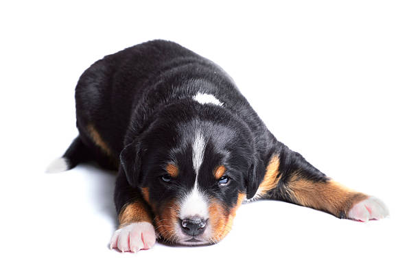 istock puppy appenzeller sennenhund, two weeks old 177543846