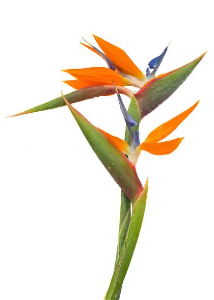 Photo of Strelitzia flower