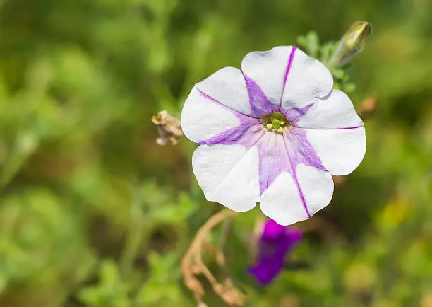 Photo of Sort of petunia flower