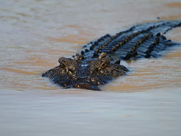 Saltwater crocodile in Adelaide river near Darwin