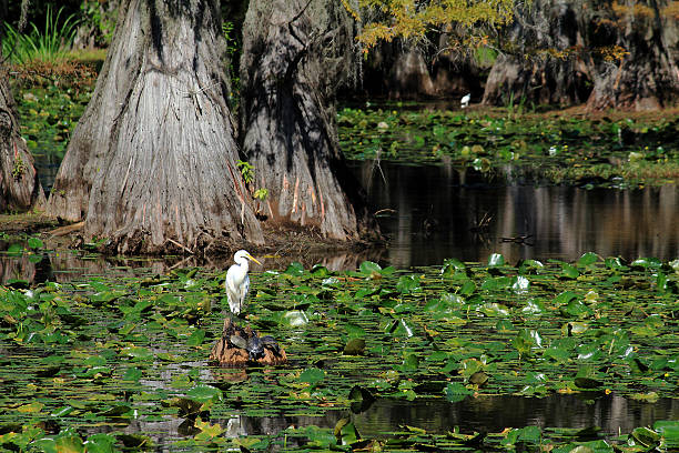 garça-branca-grande e tartarugas marinhas - lago caddo - fotografias e filmes do acervo