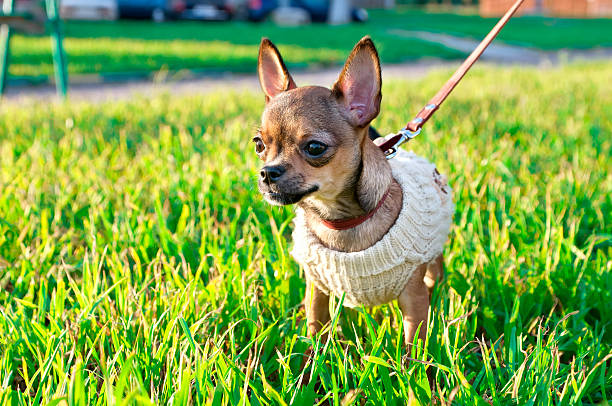 istock miniature chihuahua puppy  wearing knitted jacket 177544239