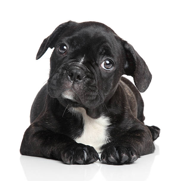 istock French bulldog puppy on a white background 177544282