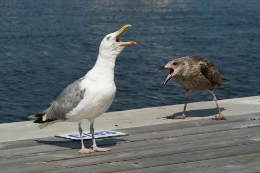 Two screaming gulls standing in a dock.