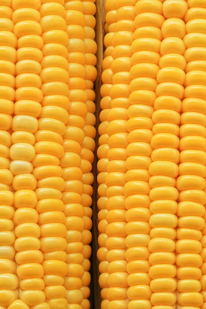 Maduro maíz - foto de stock