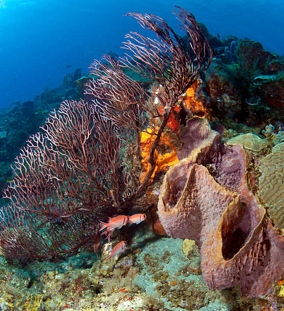 istock Sponges and Soft Coral 177544614