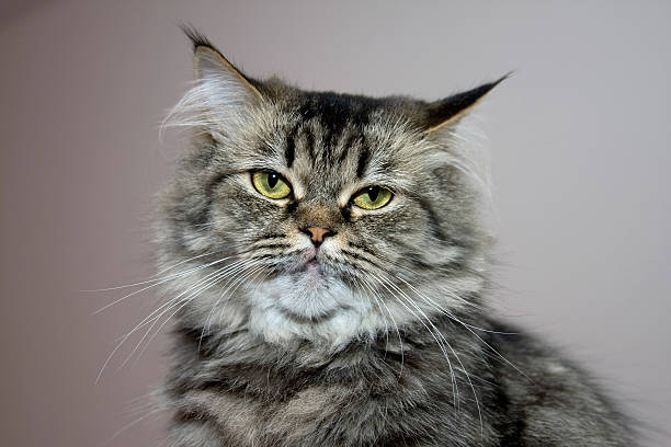 istock Portrait of Persian cat 177544711