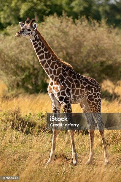 Молодые Жирафа — стоковые фотографии и другие картинки Masai Giraffe - Masai Giraffe, Без людей, Вертикальный