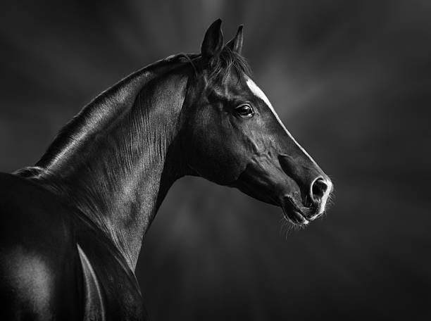 Portrait of black arabian horse Black and white portrait of arabian stallion stallion photos stock pictures, royalty-free photos & images