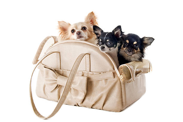 istock travel bag and chihuahuas 177544807