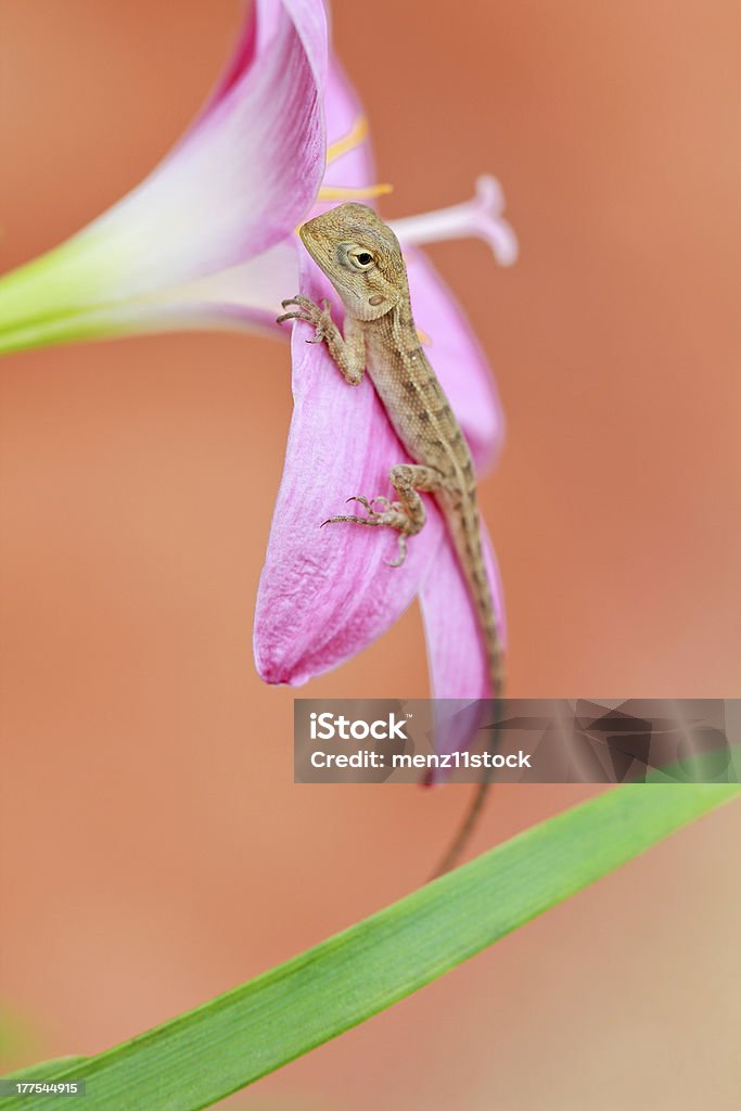 파충류 먹이를 먹이는 - 로열티 프리 꽃 나무 스톡 사진