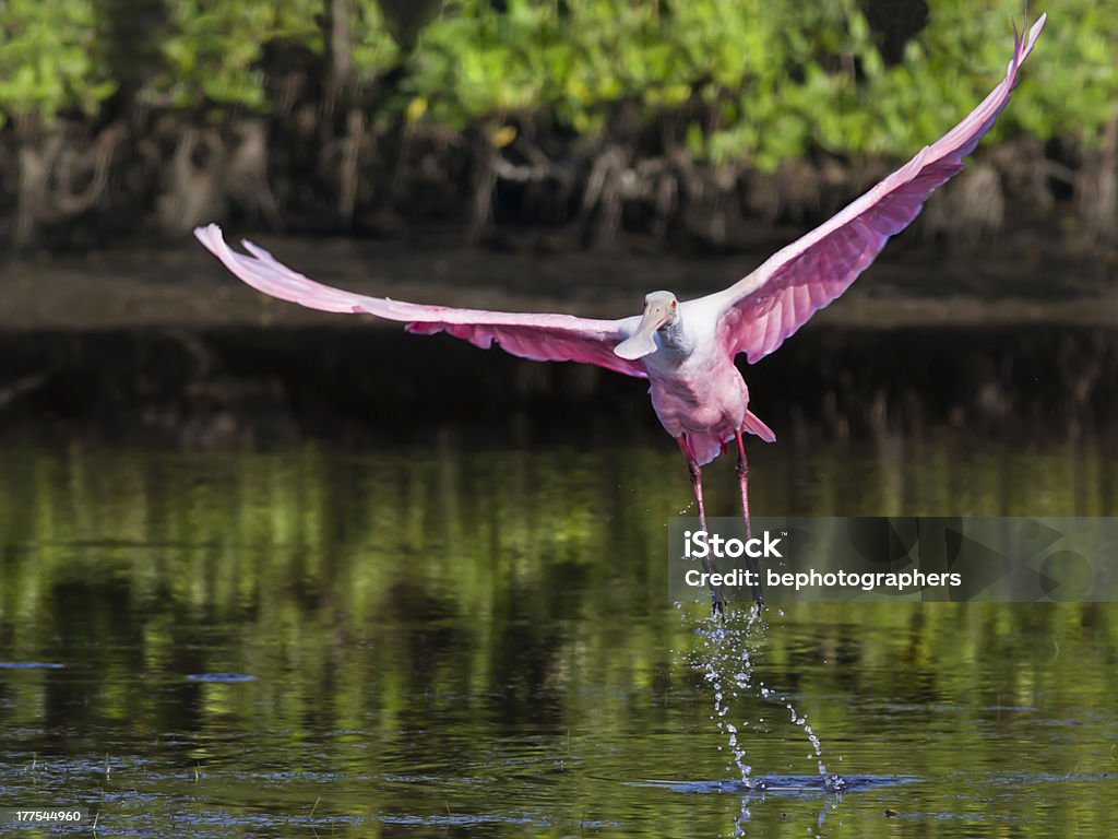 Colhereiro Rosado decolar - Foto de stock de Parque Nacional de Everglades royalty-free