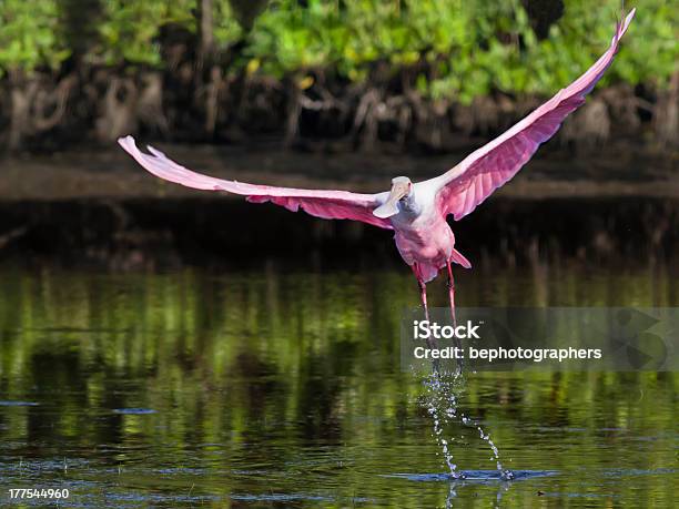 Foto de Colhereiro Rosado Decolar e mais fotos de stock de Parque Nacional de Everglades - Parque Nacional de Everglades, Animais em Extinção, Animal