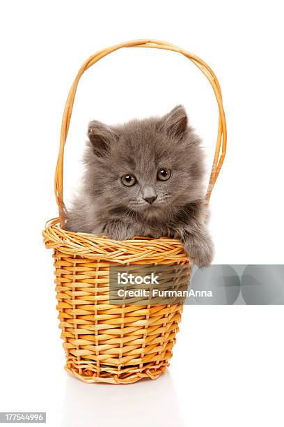 Foto de Pouco De Um Gatinho e mais fotos de stock de Animal - Animal, Animal de estimação, Animal doméstico