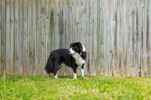 Sheltie Sheep Dog Playing wit Red Ball.\nKraków in Poland.